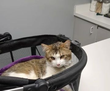 Limestone Companion Animal Hospital