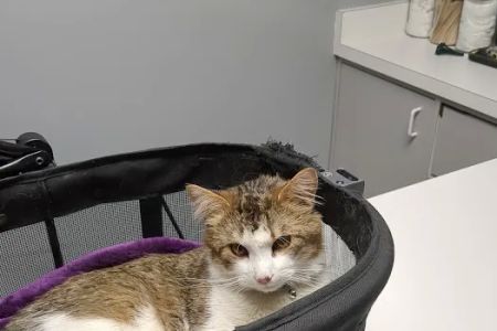 Limestone Companion Animal Hospital
