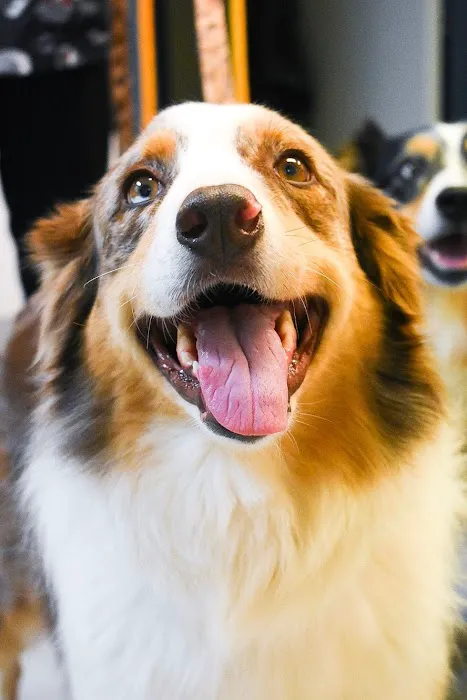 Limestone Companion Animal Hospital 5