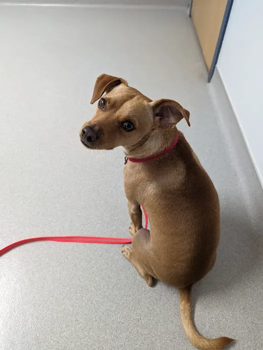 Limestone Companion Animal Hospital 8