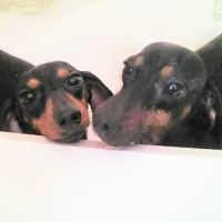 Dickeyville Veterinary Clinic ico