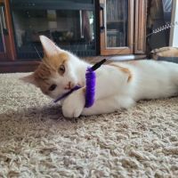 Veterinary Associates ico