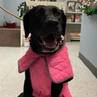 Teasdale Veterinary Clinic ico