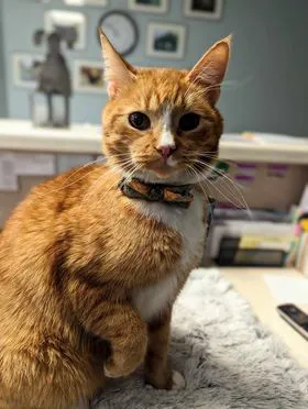 Teasdale Veterinary Clinic 4