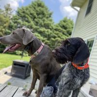 Guttenberg Veterinary Clinic ico