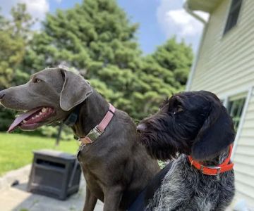 Guttenberg Veterinary Clinic