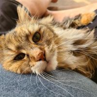 Coulee Mobile Veterinary Clinic ico