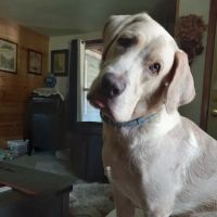 Olix Veterinary Clinic LLC ico