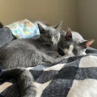 West Salem Veterinary Clinic ico
