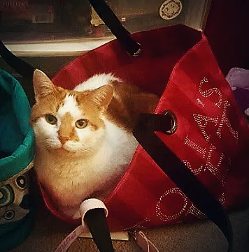 VCA Sand Lake Animal Hospital 1