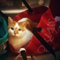 VCA Sand Lake Animal Hospital ico