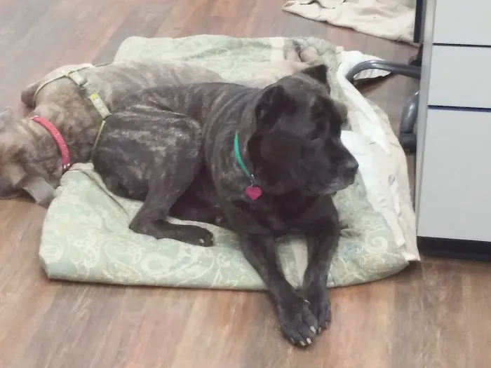 VCA Sand Lake Animal Hospital 10