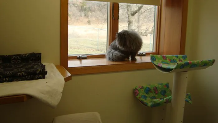 VCA Sand Lake Animal Hospital 4