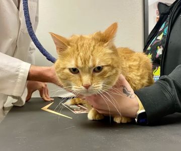 Wolf River Veterinary Clinic