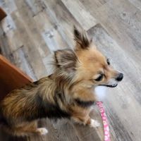 Walker Family Veterinary Hospital ico