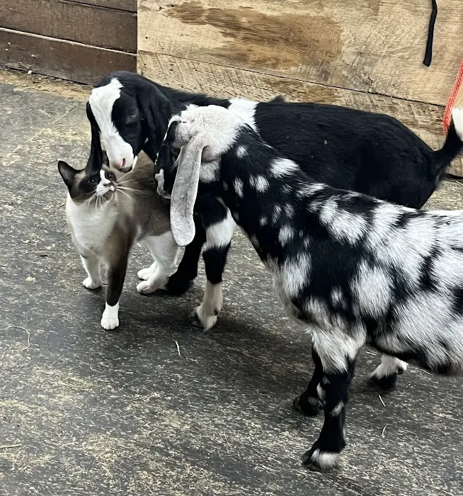 Wisconsin Dairy Veterinary Service 2
