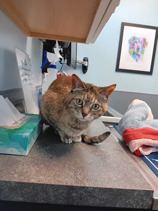 Point Area Veterinary Clinic 1