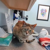 Point Area Veterinary Clinic ico