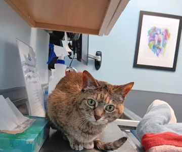 Point Area Veterinary Clinic