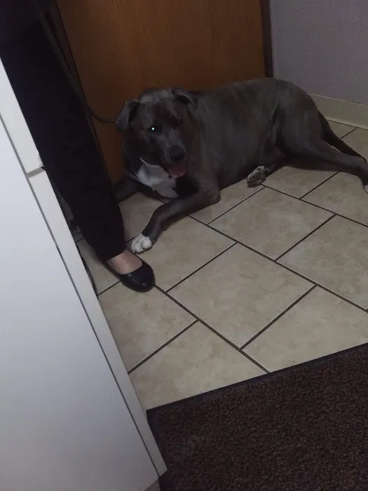 Animal Medical And Surgical Clinic 9