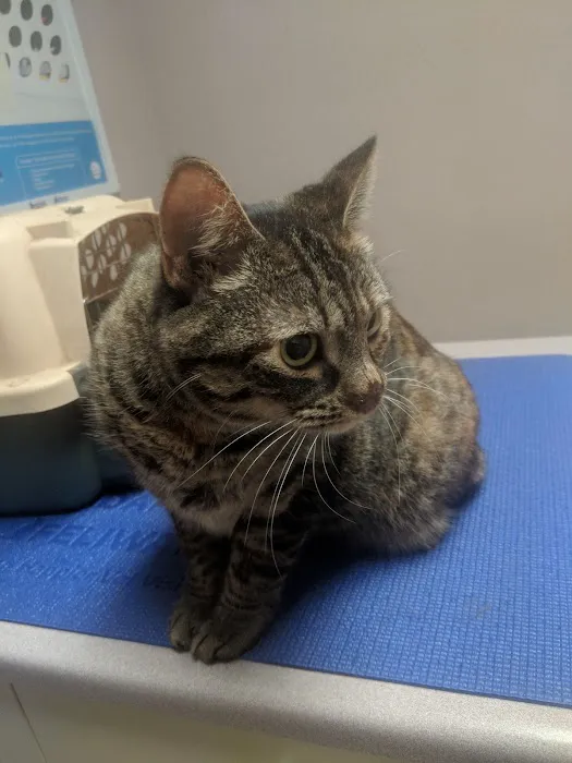 Animal Medical And Surgical Clinic 10