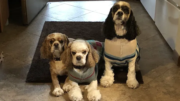 Progressive Veterinary Services, LLC 3