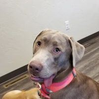Progressive Veterinary Services, LLC ico