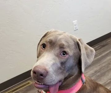 Progressive Veterinary Services, LLC