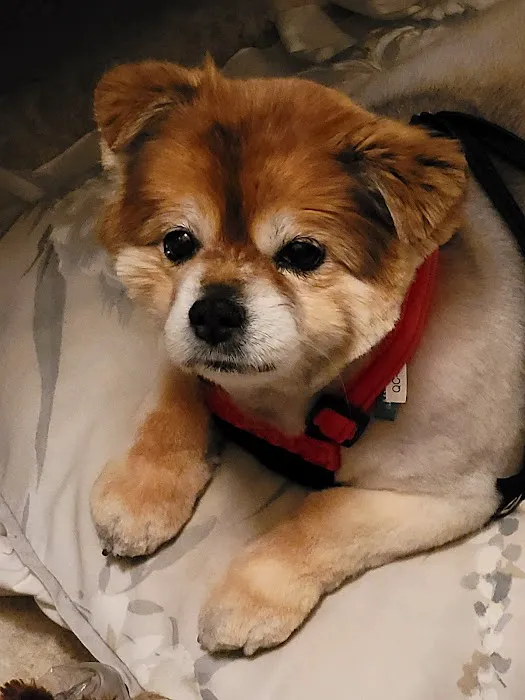 All Care Animal Hospital 9