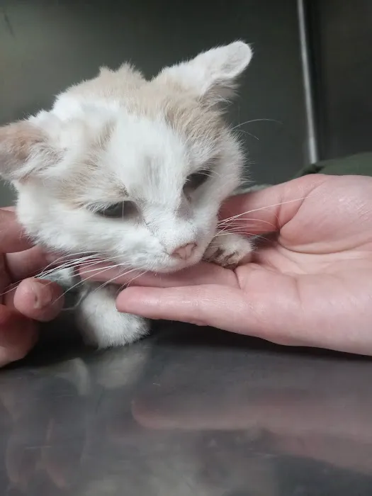 All Care Animal Hospital 1