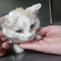 All Care Animal Hospital ico