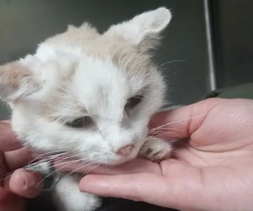 All Care Animal Hospital