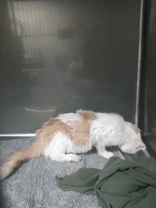 All Care Animal Hospital 2