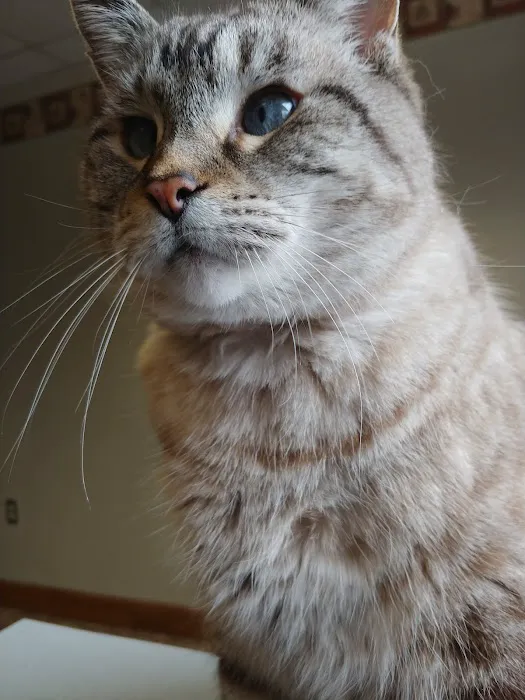 All Care Animal Hospital 8