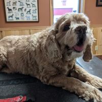 Mobile Veterinary Practice ico