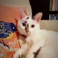 Stevelt's Veterinary Clinic ico