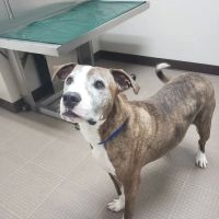 Hocking Hills Animal Clinic ico