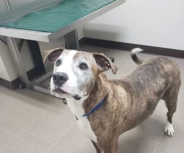 Hocking Hills Animal Clinic