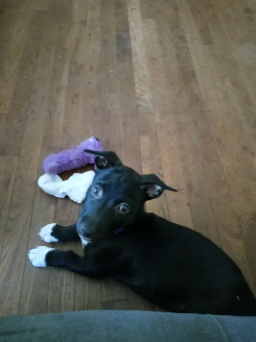 Logan Animal Clinic 1