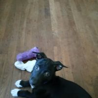 Logan Animal Clinic ico