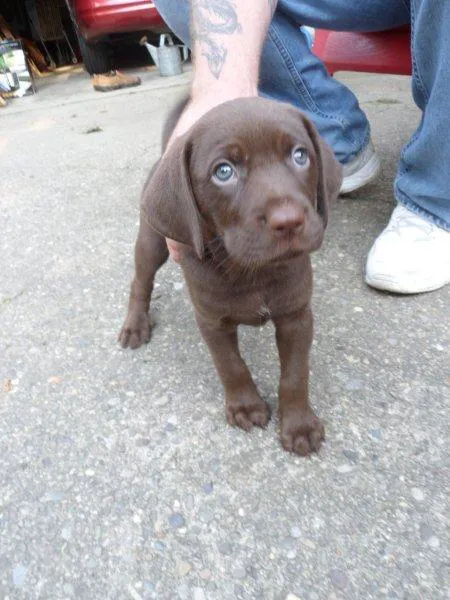 Maysville Animal Hospital 8