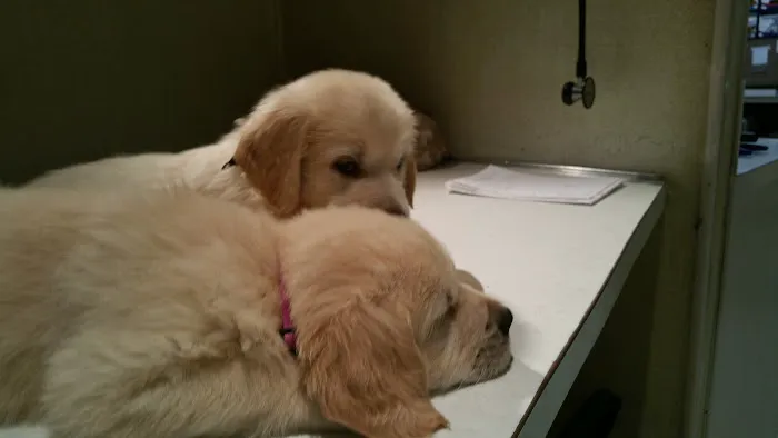 Maysville Animal Hospital 6
