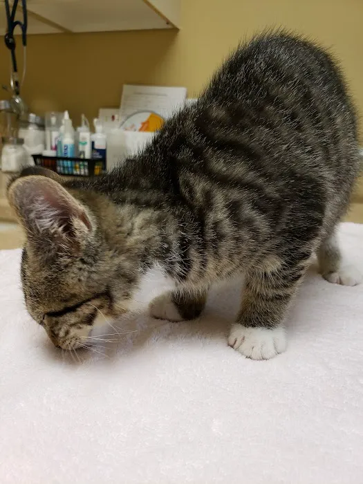 Countryside Animal Clinic 2