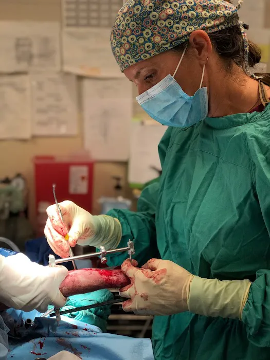 Gandolf Veterinary Surgery 1