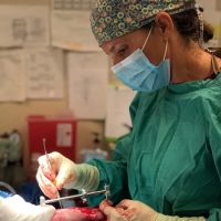 Gandolf Veterinary Surgery ico