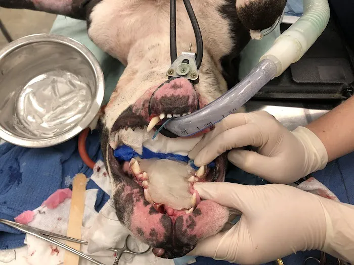 Gandolf Veterinary Surgery 3