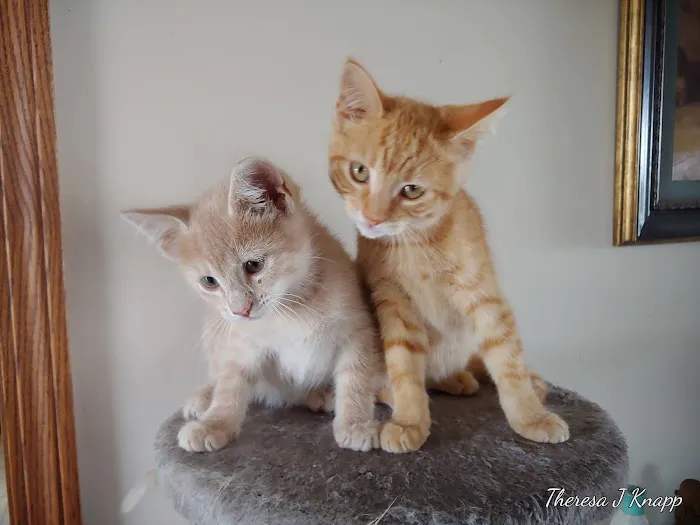 Brandywine Hospital For Pets 5
