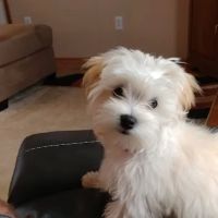 Brandywine Hospital For Pets ico