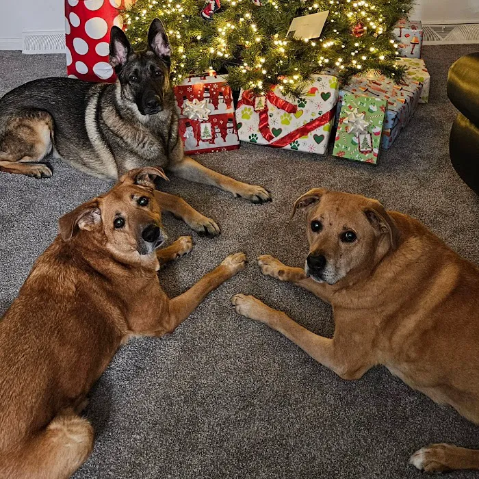 Brandywine Hospital For Pets 9