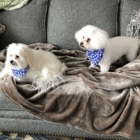 Muskingum Valley Vet Services ico
